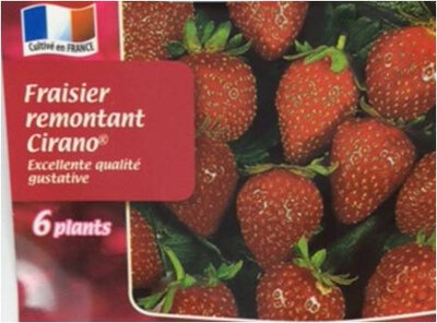 Fraisier cirano