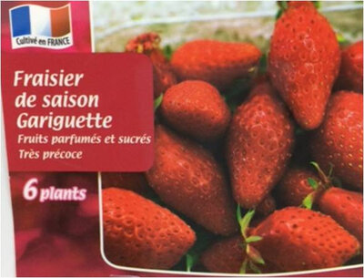 Fraisier gariguette