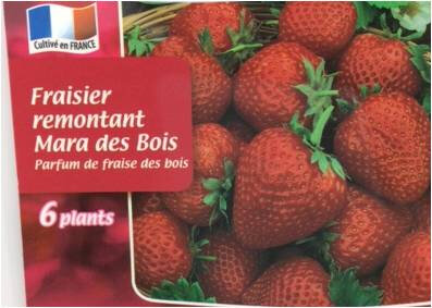 Fraisier mara des bois