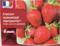 Fraisier mariguette