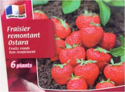 Fraisier ostara
