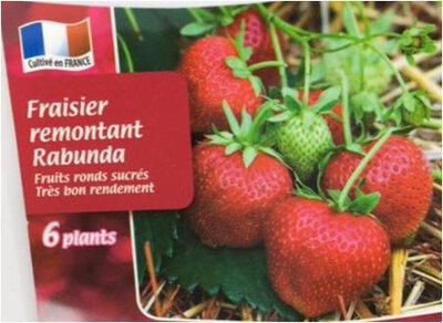 Fraisier rabunda