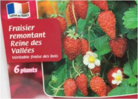 Fraisier reine des vallées