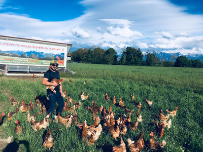 Oeufs plein air de poulailler mobile
