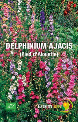 Delphinum ajacis- pied d'alouette