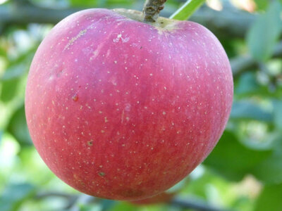Pomme idared