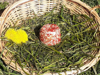 Fromage frais bruschetta