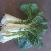 Pak choï (choux chinois)