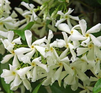 Bougie parfumée fleur de jasmin