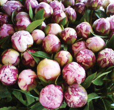 Bougie parfumée pivoine