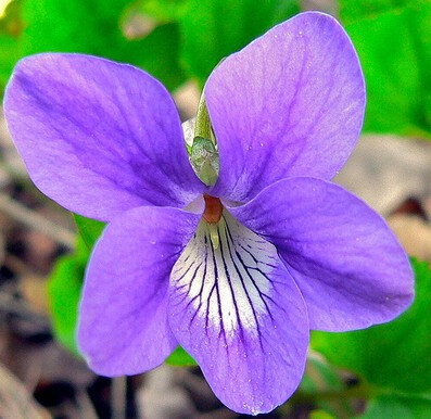 Bougie parfumée violette