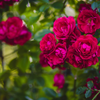 Bougie parfumée rose de vigne