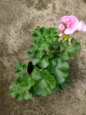 Géranium rose pied mère