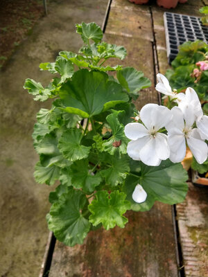 Géranium blanc pied mère