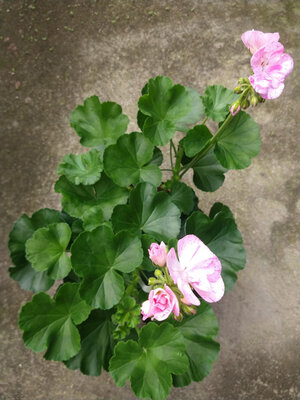 Géranium rose picoté pied mère