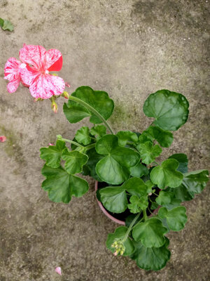 Géranium rouge picoté pied mère