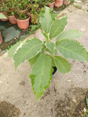 Datura saumon