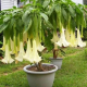 Datura saumon - image 2