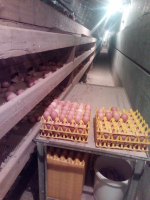 Plateau 30 moyens œufs fermiers 53/63g (bre