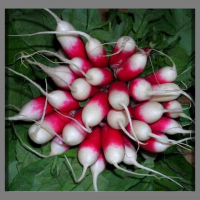 Radis roses un peu piquants...