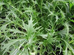 Mesclun