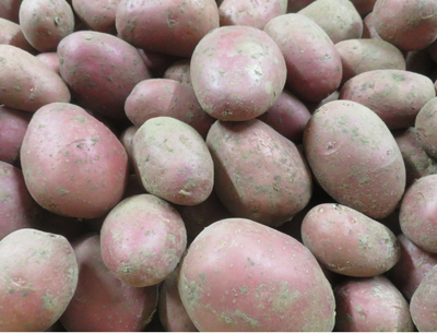 Pomme de terre 'alouettes' bio