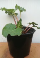 Rhubarbe en pot de 14 cm