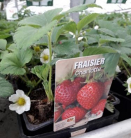 Fraisier charlotte barquette de 6 plants