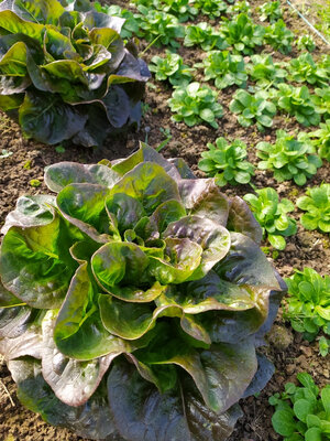 Salade laitue rougette