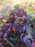 Salade chicorée rouge de vérone