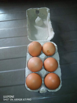 Oeufs plein air de millevaches gros