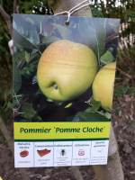 Pommier pomme cloche