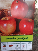 Pommier jonalgold 10/12