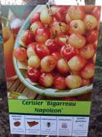 Cerisier bigarreau napoléon