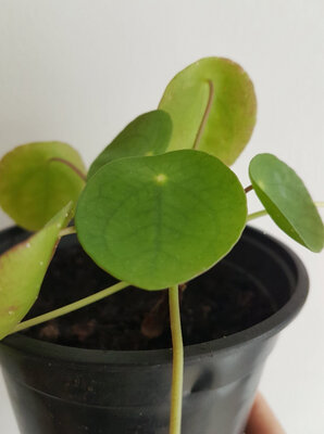 Plante à monnaie chinoise-pilea peperomioide