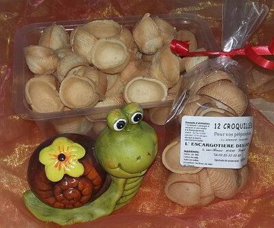 Croquilles vides