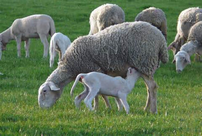 Agneau demi