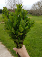 Menthe fraiche bio