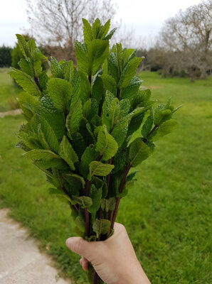 Menthe fraiche bio