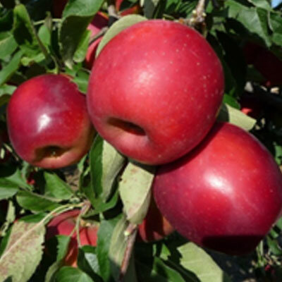 Pomme story