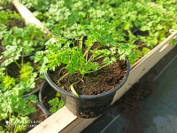 6 plants de cerfeuil