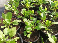 Plants 'oseille verte'