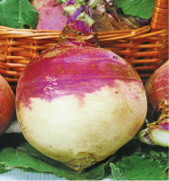10 plant rutabaga 'champion'