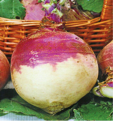 10 plant rutabaga 'champion'