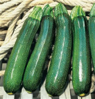 Courgette tarmino barquette de 6 plants