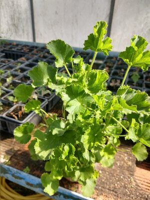 Geranium ododrant cola