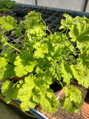 Geranium ododrant noisette