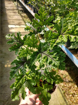 Geranium odorant pin
