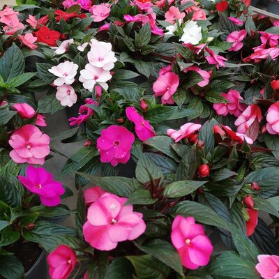 Impatiens nouvelle guinée