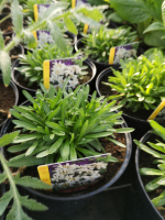 Edelweiss des alpes en pot de 3l
